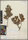 Foto von Salix appendiculata Vill. x Salix waldsteiniana Willd.